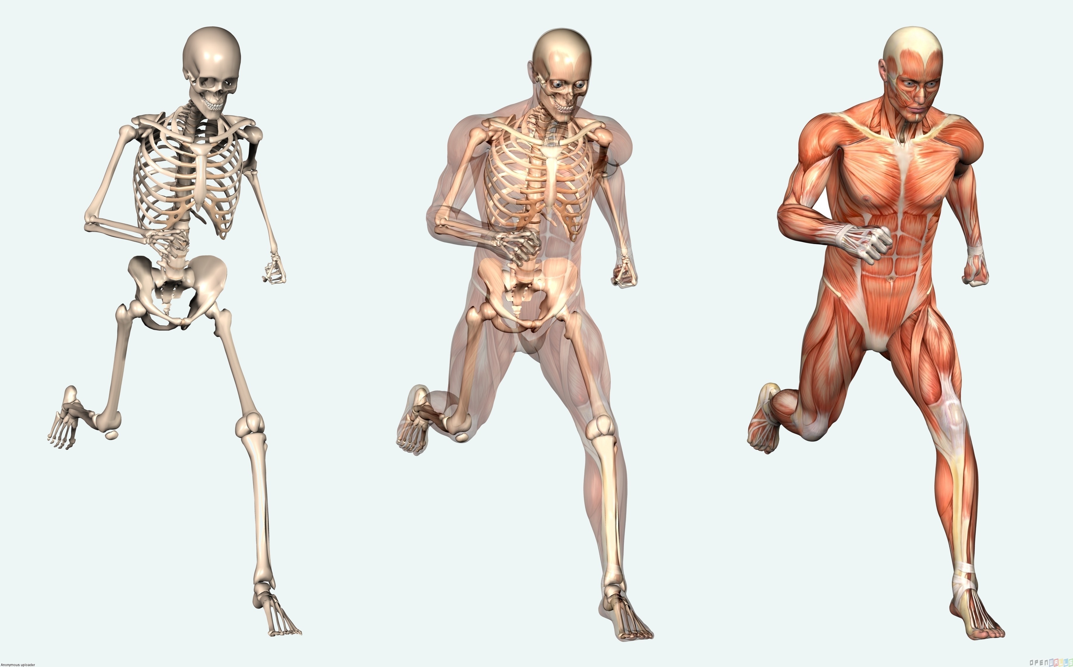 You are currently viewing 10 coisas incríveis sobre o corpo humano