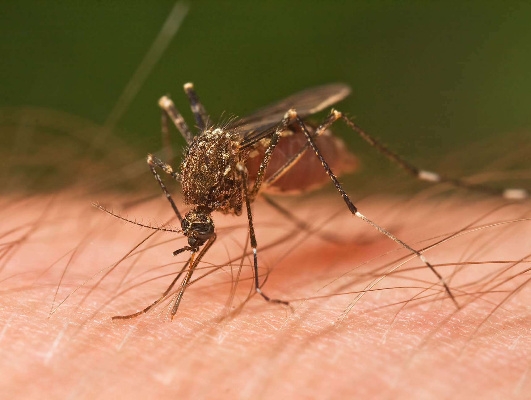 Read more about the article Quais tipos de pessoas os mosquitos preferem picar?